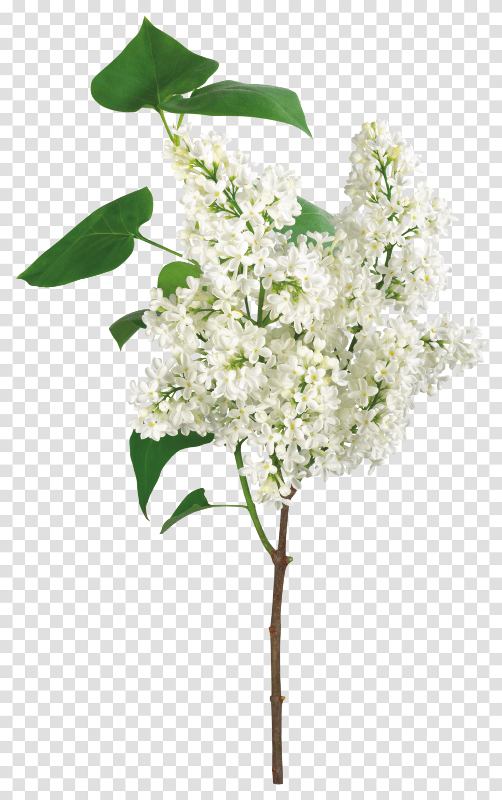 Lilac Flores Ramas Transparent Png