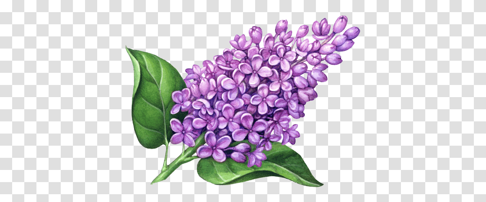 Lilac Flower Clipart Lilac Flower Drawing, Plant, Blossom Transparent Png