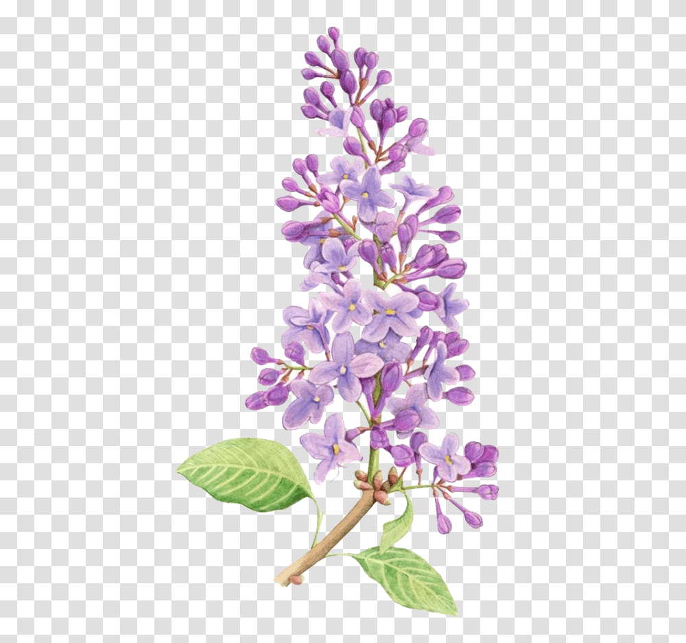 Lilac Flower Drawing Tattoo Watercolor Lilac Flower Drawing, Plant, Blossom, Graphics, Art Transparent Png