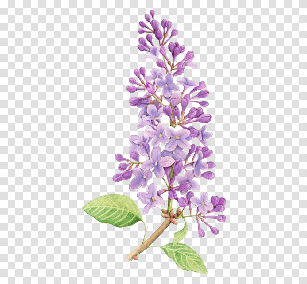 Lilac Flower Drawing Tattoo Watercolor Painting Simple Lilac Flower Drawing, Plant, Blossom, Lavender Transparent Png