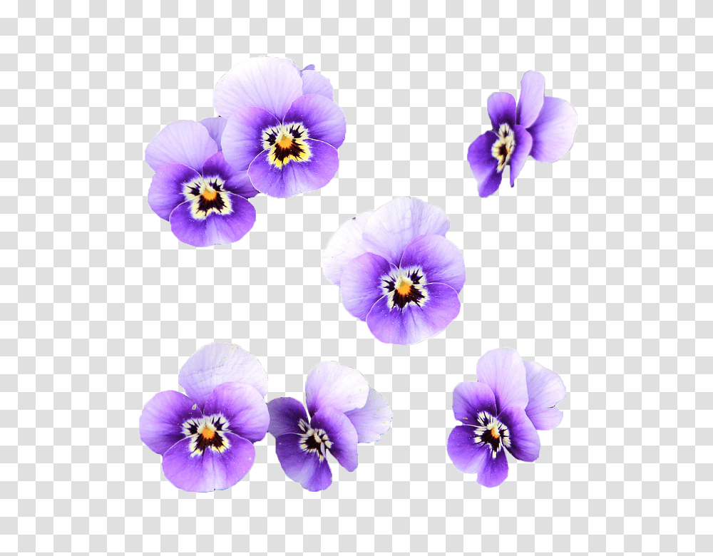 Lilac Flower Illustrations Flores En Color Lila, Plant, Blossom, Pansy, Petal Transparent Png