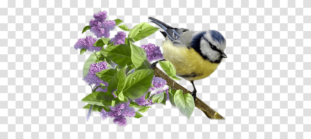 Lilac, Flower, Jay, Bird, Animal Transparent Png