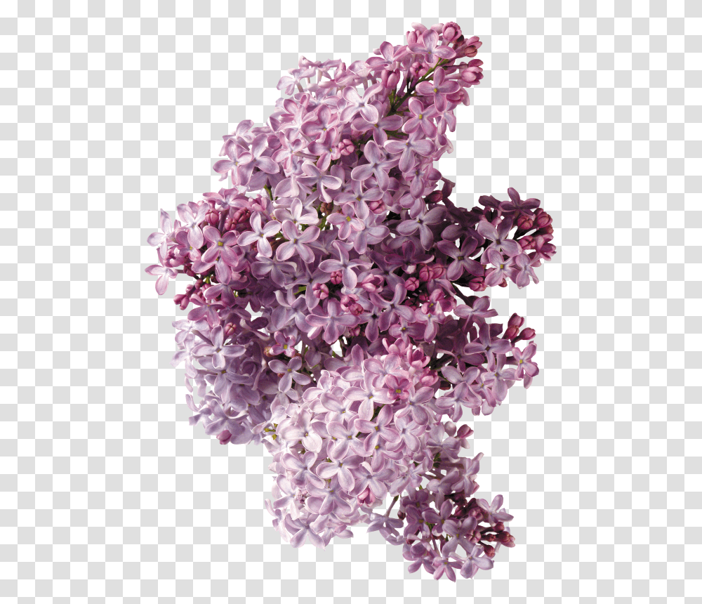 Lilac Flower Phlox Clip Art Siren Listya, Plant, Blossom Transparent Png