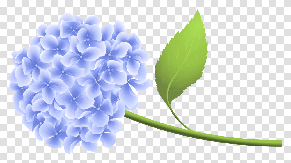 Lilac Flower Picture Blue Hydrangea Clip Art Transparent Png