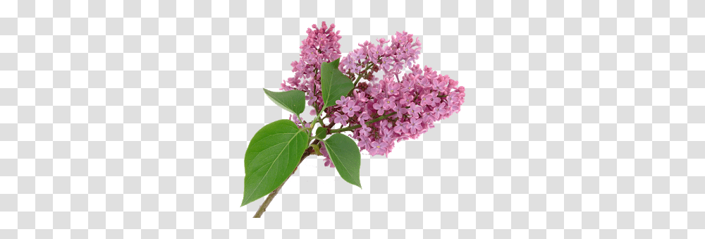 Lilac, Flower, Plant, Blossom, Acanthaceae Transparent Png