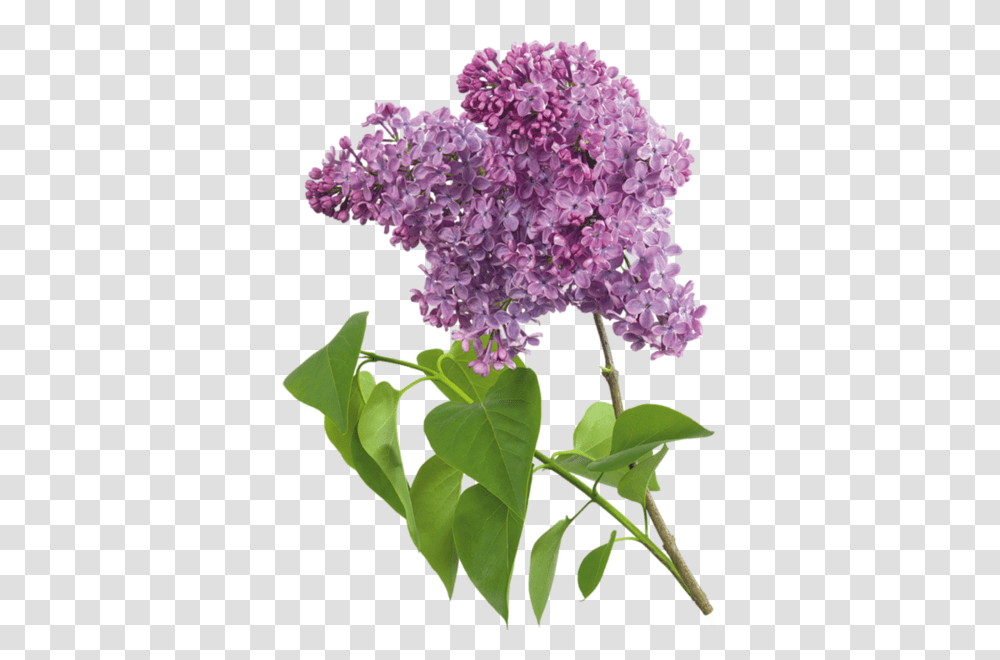 Lilac, Flower, Plant, Blossom, Acanthaceae Transparent Png