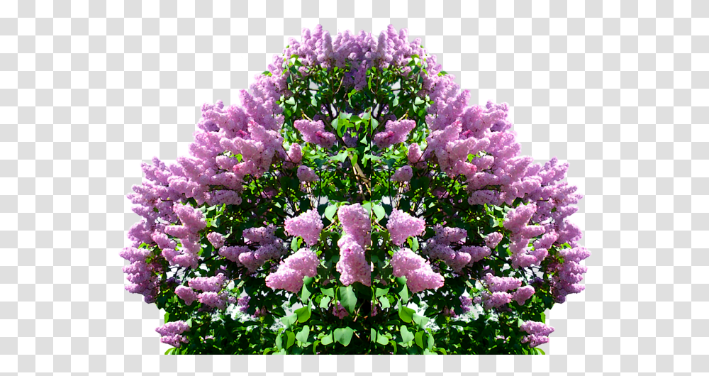 Lilac, Flower, Plant, Blossom, Bush Transparent Png