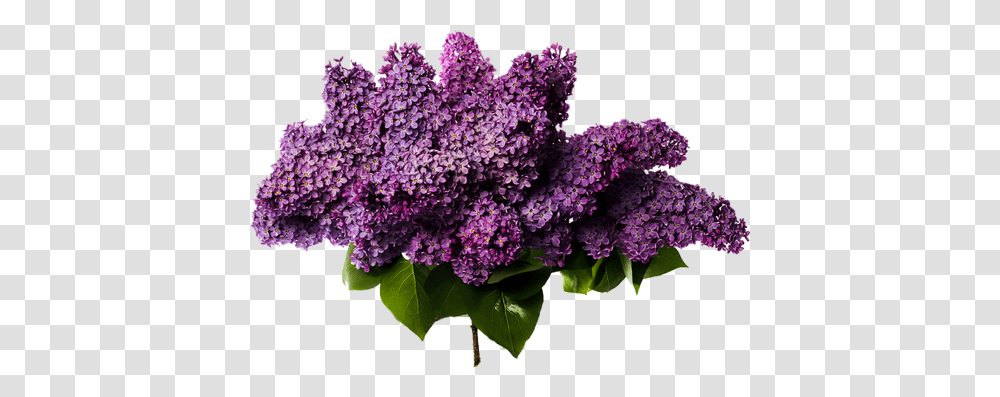 Lilac, Flower, Plant, Blossom, Bush Transparent Png