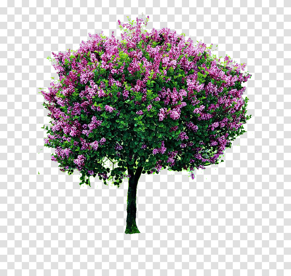 Lilac, Flower, Plant, Blossom, Bush Transparent Png