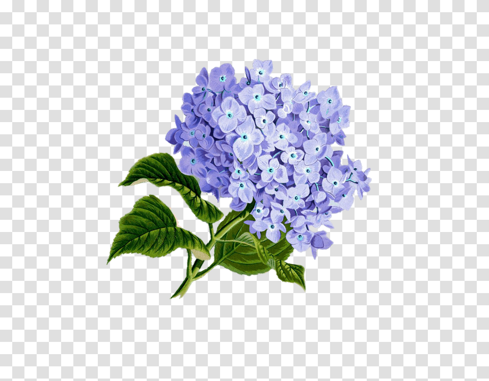 Lilac, Flower, Plant, Blossom, Bush Transparent Png