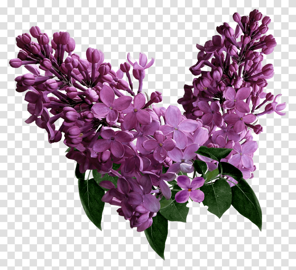 Lilac, Flower, Plant, Blossom, Flower Arrangement Transparent Png