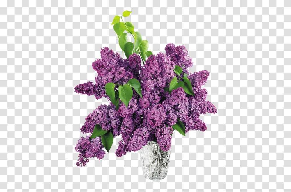 Lilac, Flower, Plant, Blossom, Food Transparent Png