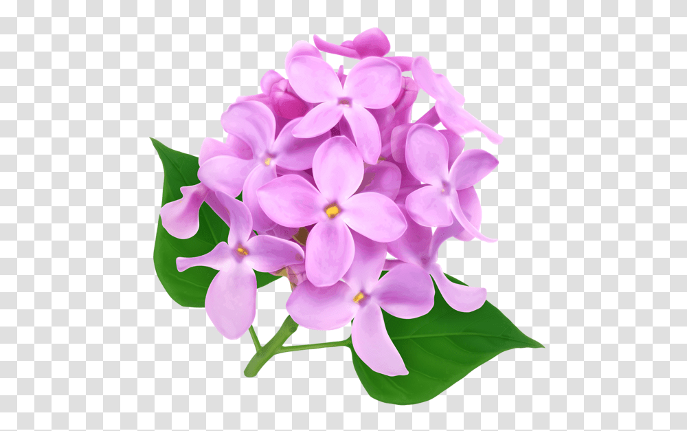 Lilac, Flower, Plant, Blossom, Geranium Transparent Png