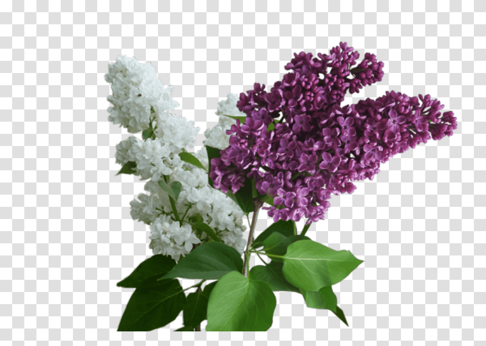 Lilac, Flower, Plant, Blossom, Geranium Transparent Png