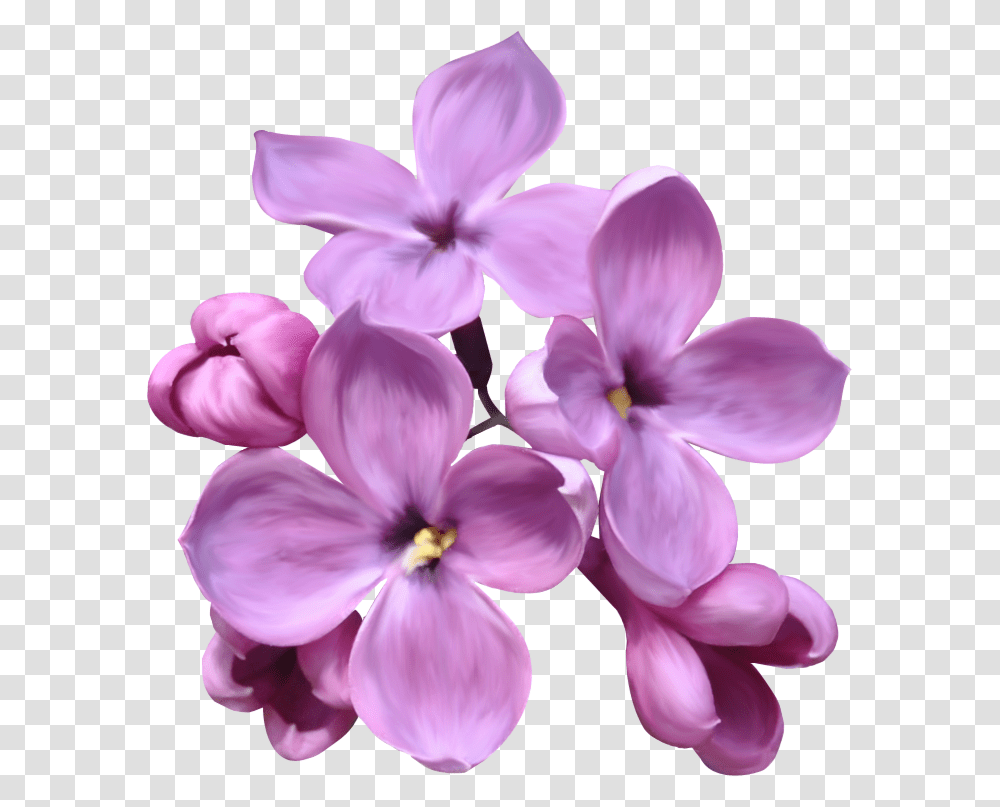 Lilac, Flower, Plant, Blossom, Geranium Transparent Png