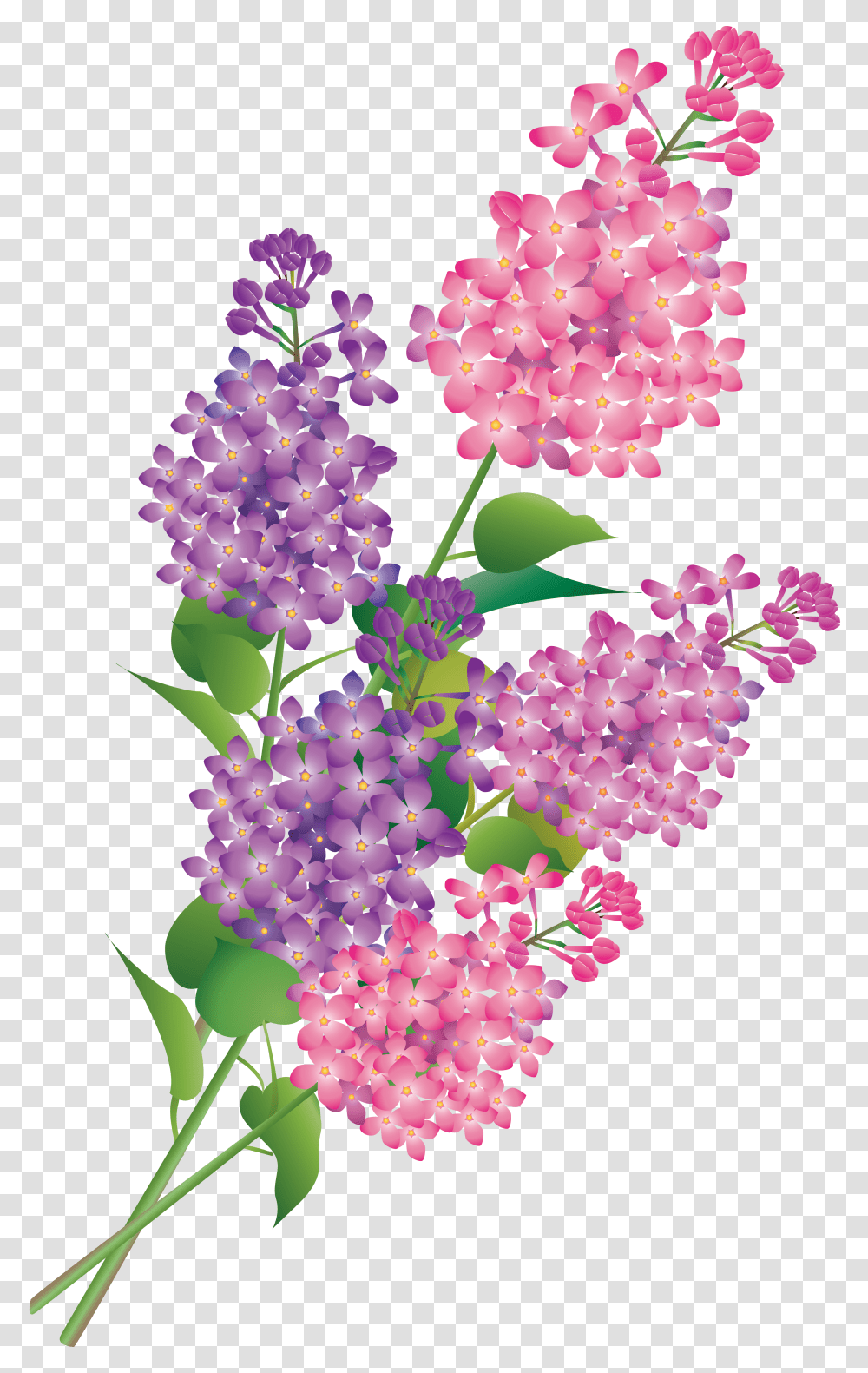 Lilac, Flower, Plant, Blossom Transparent Png