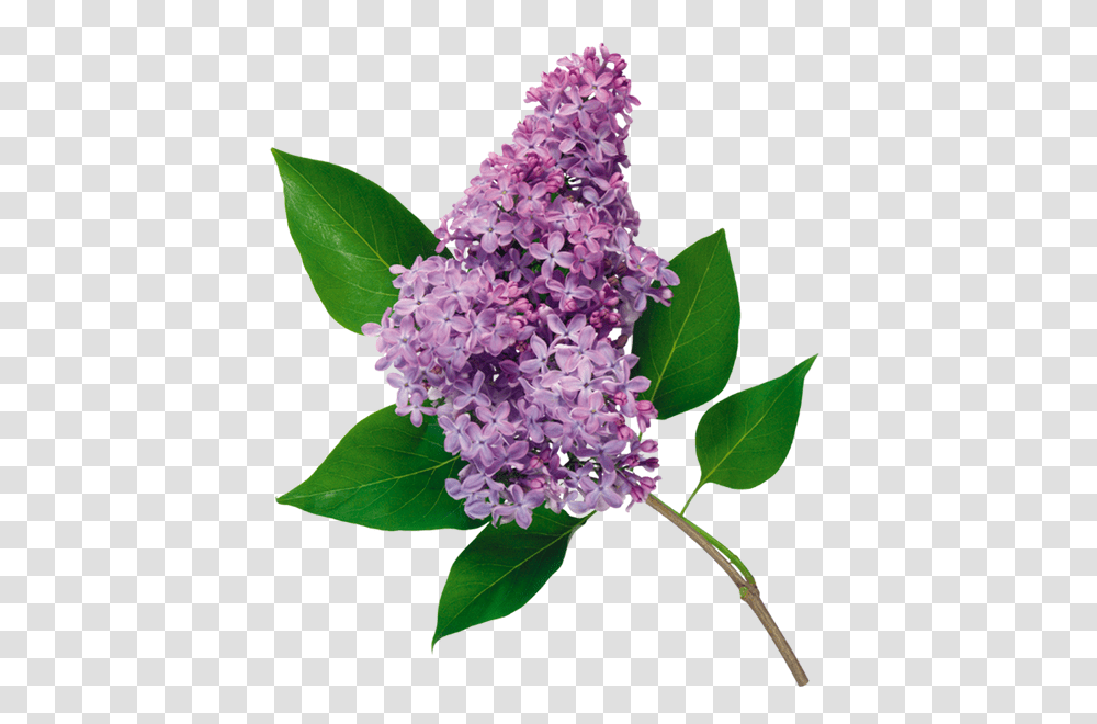 Lilac, Flower, Plant, Blossom, Leaf Transparent Png