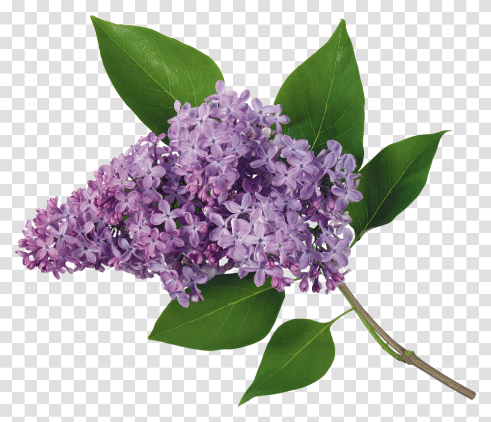 Lilac, Flower, Plant, Blossom, Leaf Transparent Png