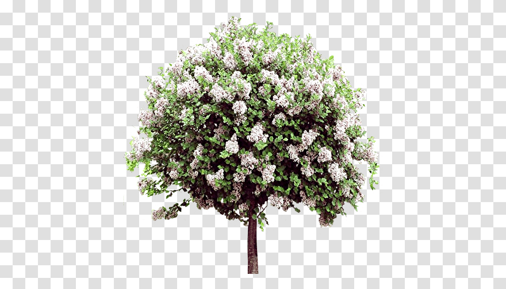 Lilac, Flower, Plant, Blossom, Outdoors Transparent Png