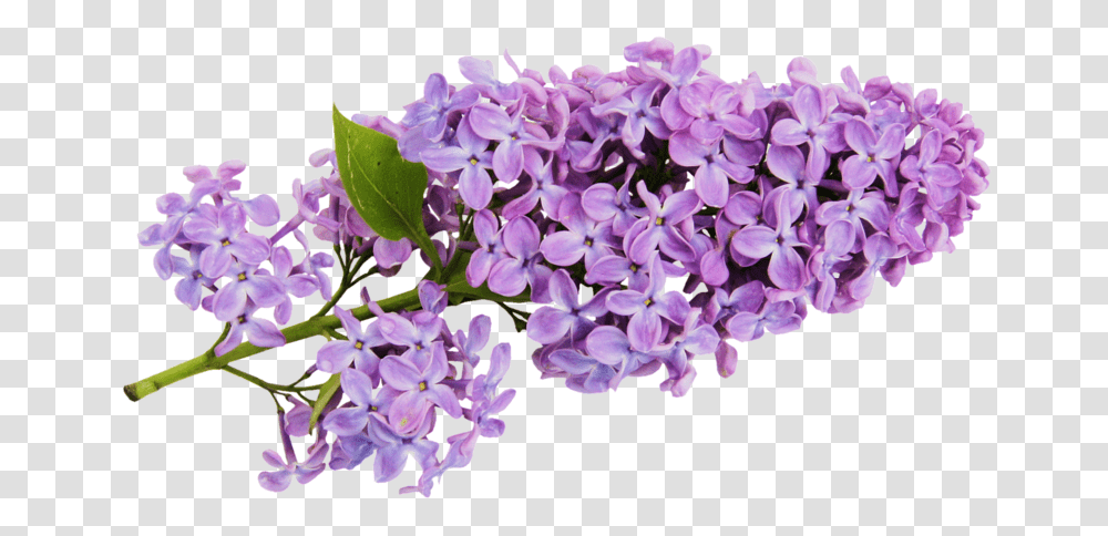 Lilac, Flower, Plant, Blossom, Petal Transparent Png