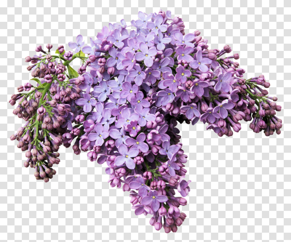 Lilac, Flower, Plant, Blossom, Petal Transparent Png