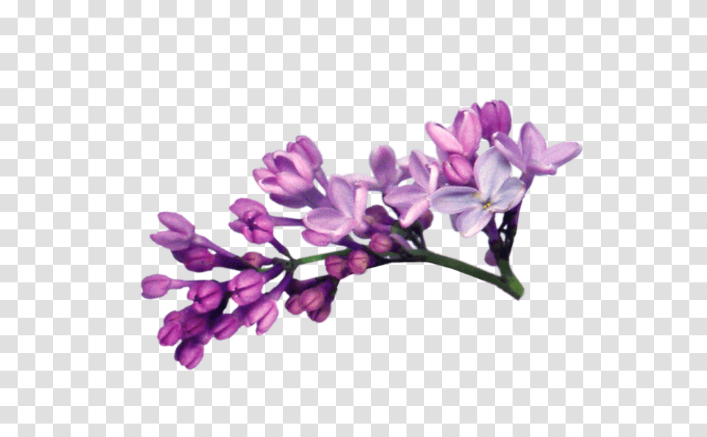 Lilac, Flower, Plant, Blossom, Petal Transparent Png