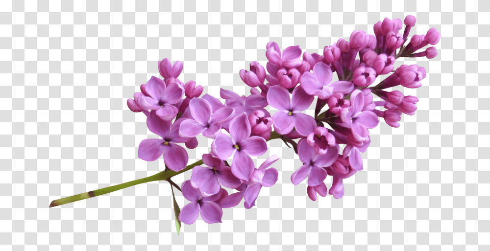 Lilac, Flower, Plant, Blossom, Petal Transparent Png