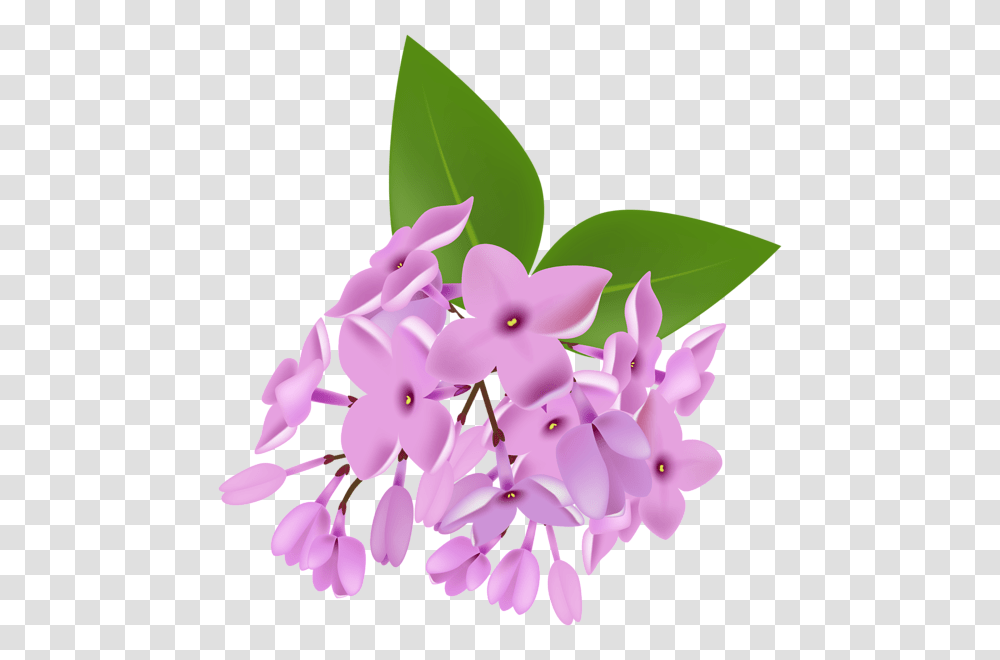 Lilac, Flower, Plant, Blossom, Petal Transparent Png