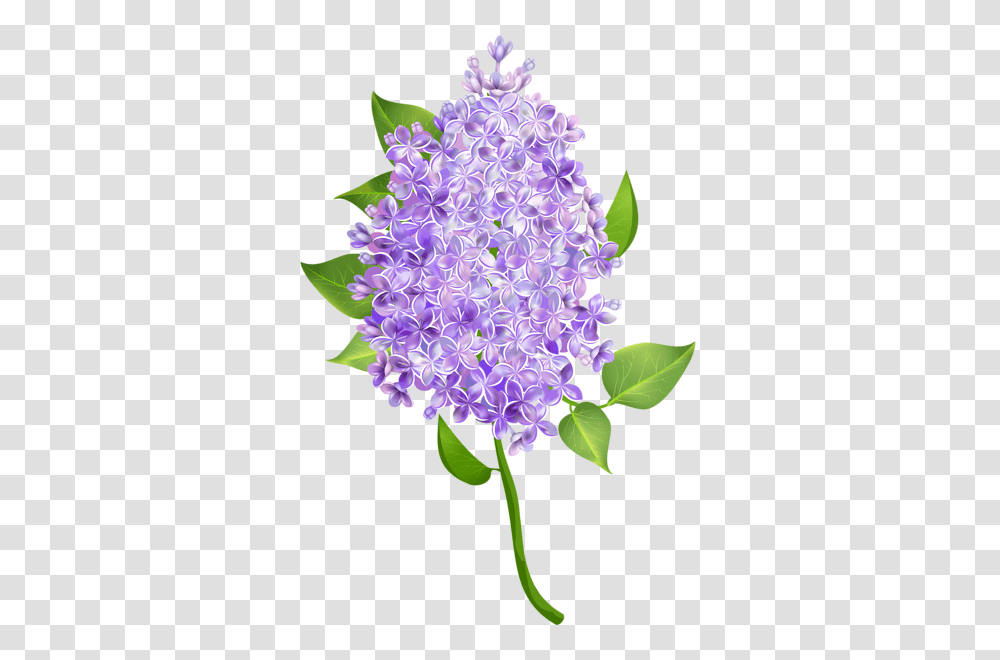 Lilac, Flower, Plant, Blossom, Petal Transparent Png