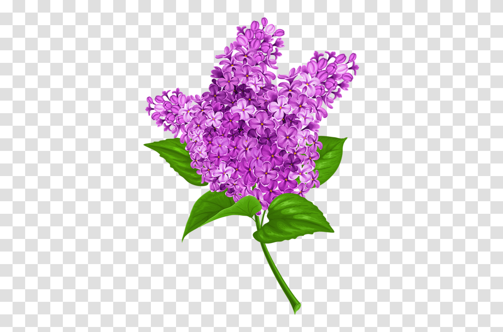 Lilac, Flower, Plant, Blossom, Petal Transparent Png