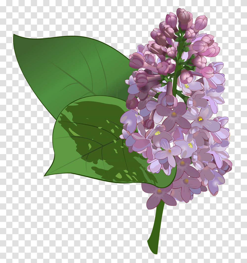 Lilac, Flower, Plant, Blossom, Petal Transparent Png