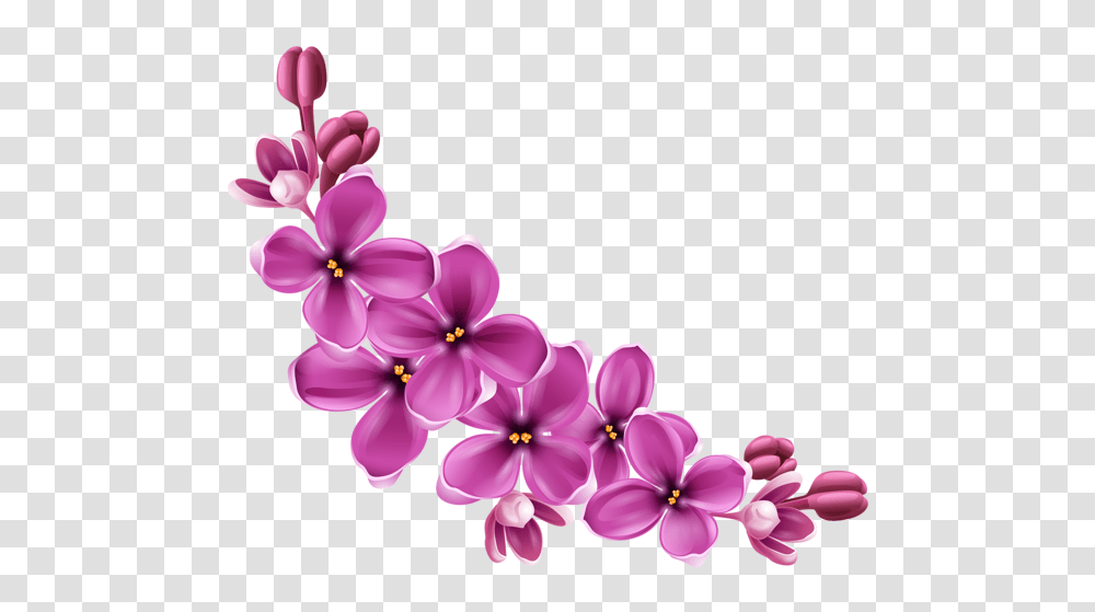 Lilac, Flower, Plant, Blossom, Purple Transparent Png