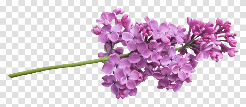 Lilac, Flower, Plant, Blossom, Purple Transparent Png