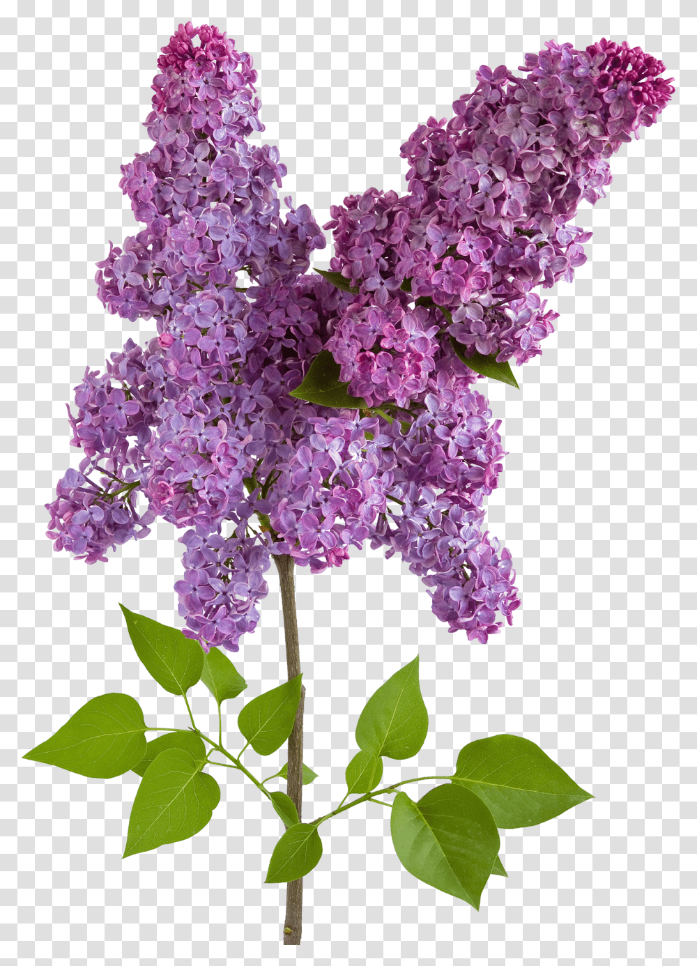 Lilac, Flower, Plant, Blossom, Purple Transparent Png