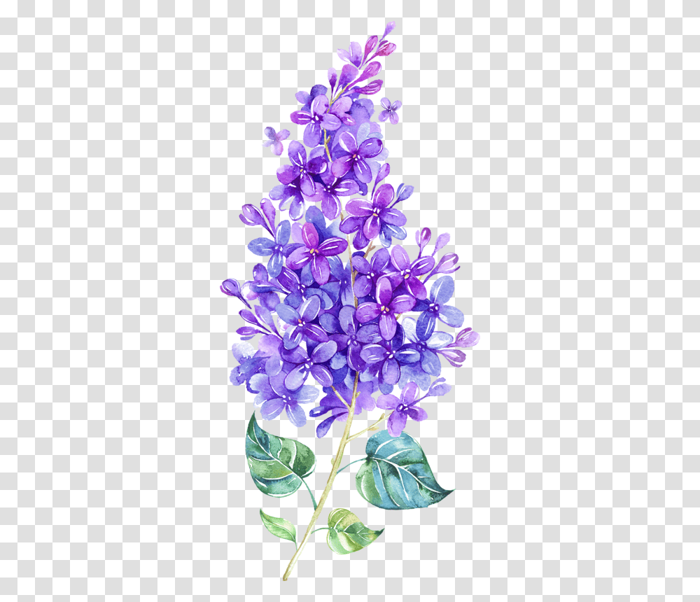 Lilac, Flower, Plant, Blossom, Purple Transparent Png