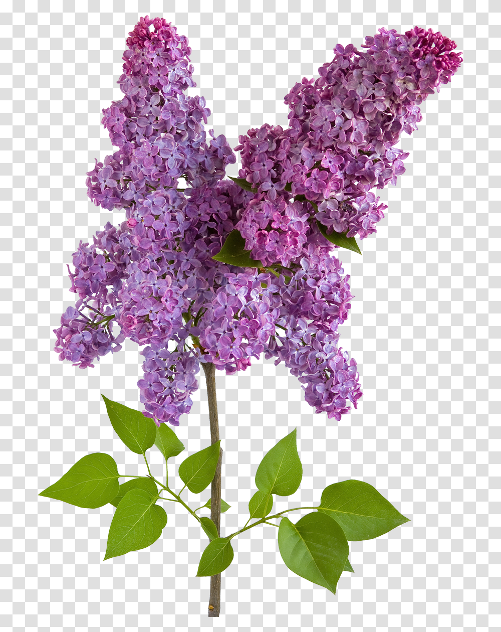 Lilac, Flower, Plant, Blossom, Purple Transparent Png