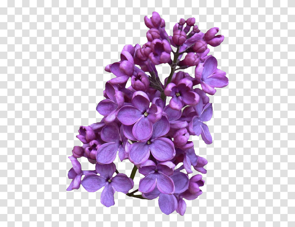 Lilac, Flower, Plant, Blossom, Purple Transparent Png