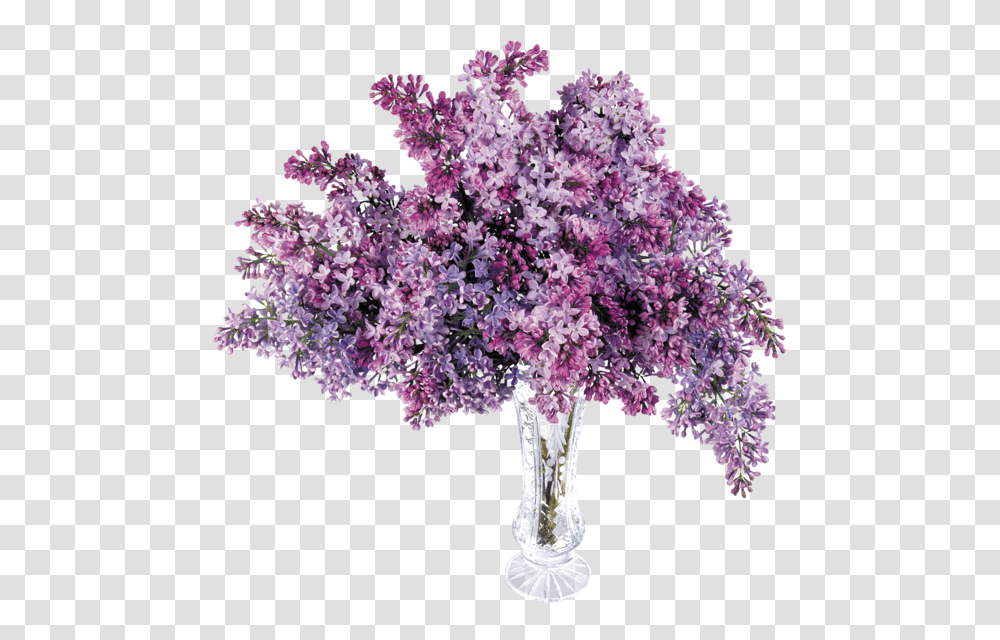 Lilac, Flower, Plant, Blossom Transparent Png