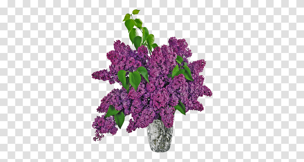 Lilac, Flower, Plant, Blossom Transparent Png