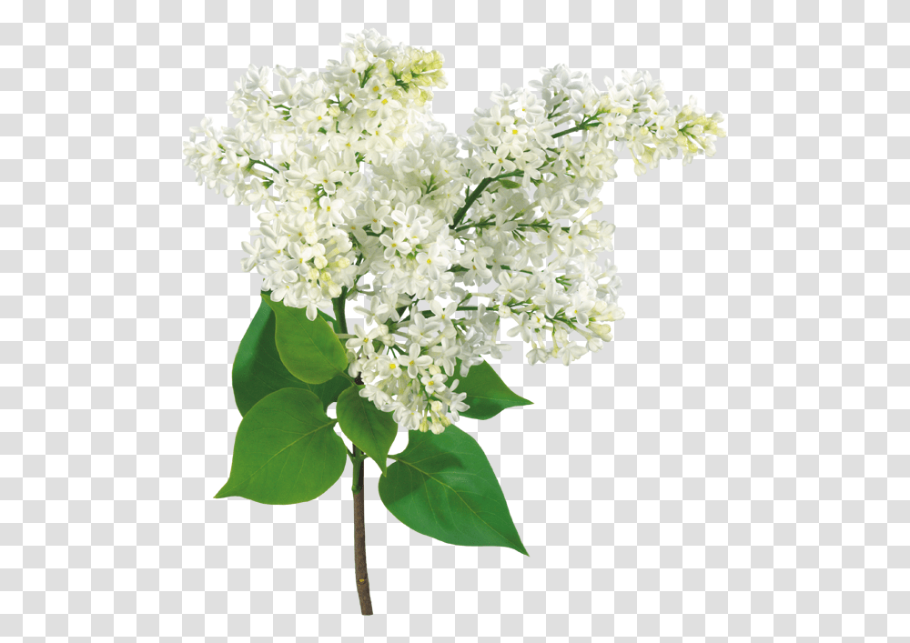 Lilac, Flower, Plant, Blossom Transparent Png