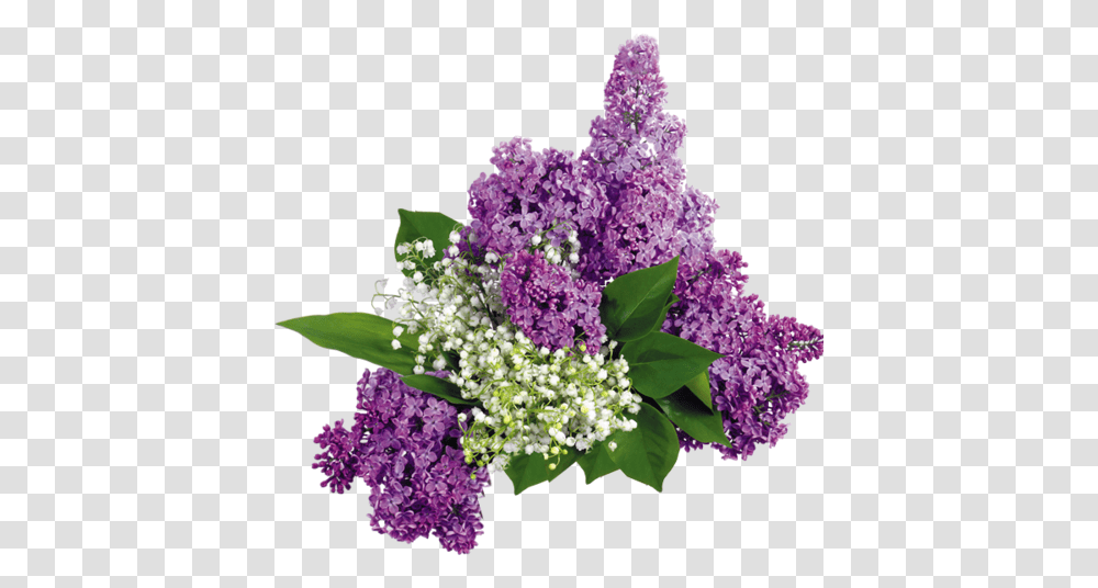 Lilac, Flower, Plant, Blossom Transparent Png