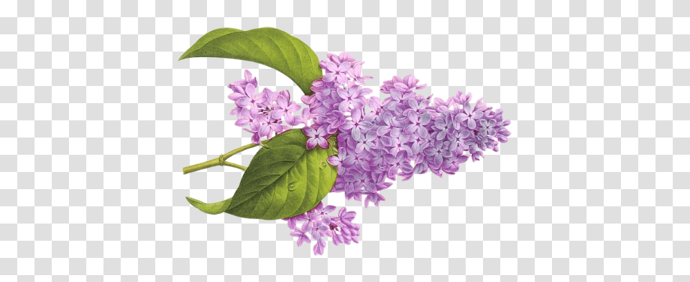 Lilac, Flower, Plant, Blossom Transparent Png