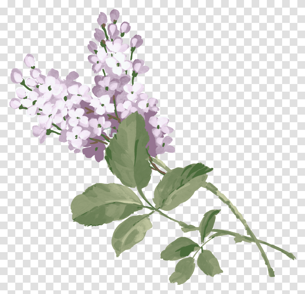 Lilac, Flower, Plant, Blossom Transparent Png