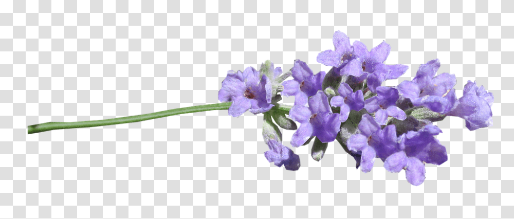 Lilac, Flower, Plant, Geranium, Iris Transparent Png