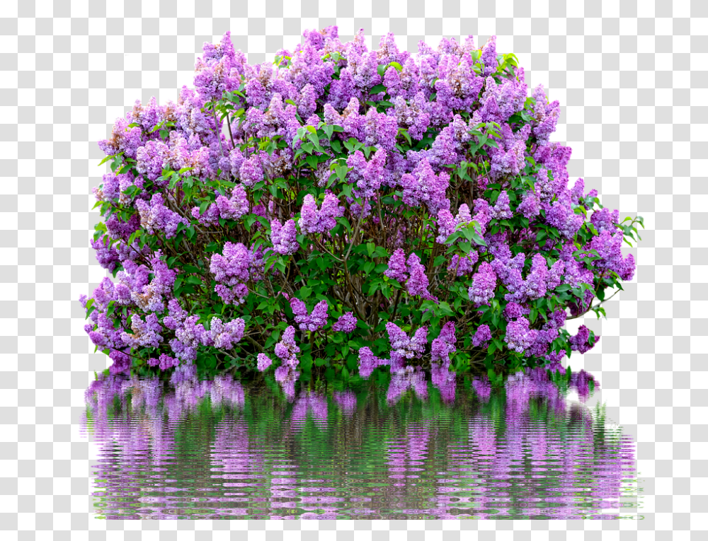 Lilac, Flower, Plant, Geranium, Purple Transparent Png