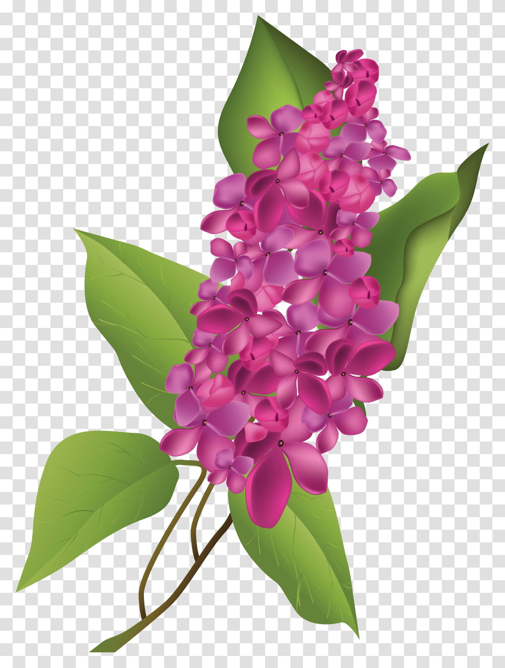 Lilac, Flower, Plant Transparent Png