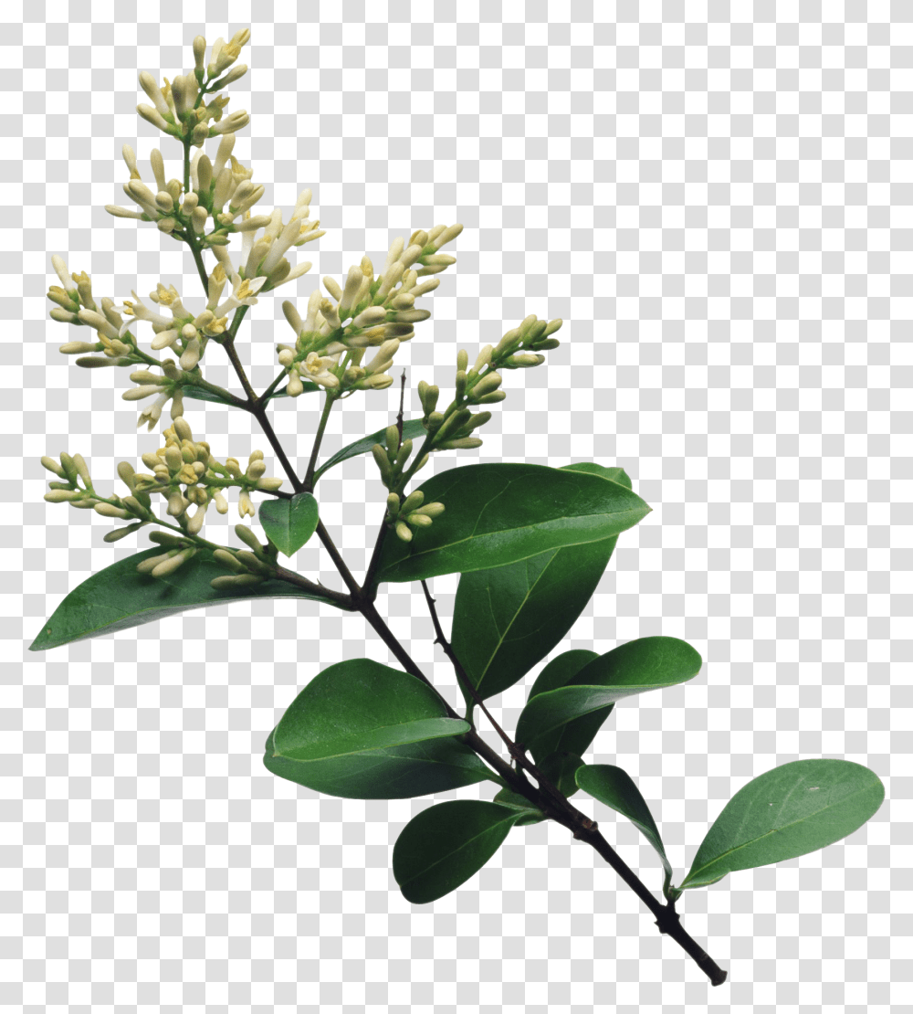 Lilac, Flower, Plant, Leaf, Tree Transparent Png