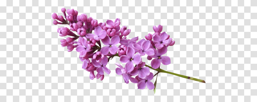 Lilac, Flower, Plant, Purple, Geranium Transparent Png