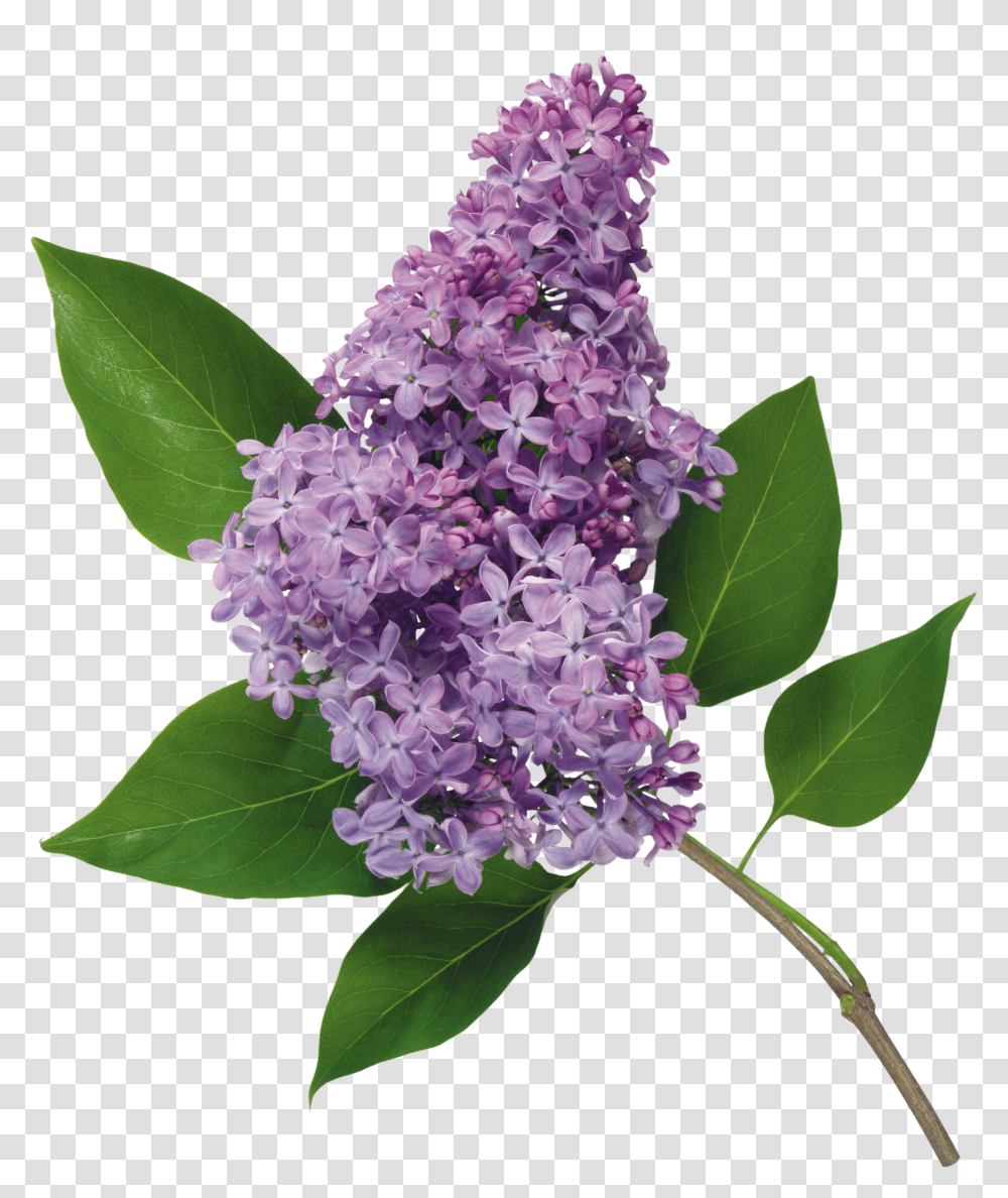 Lilac, Flower Transparent Png