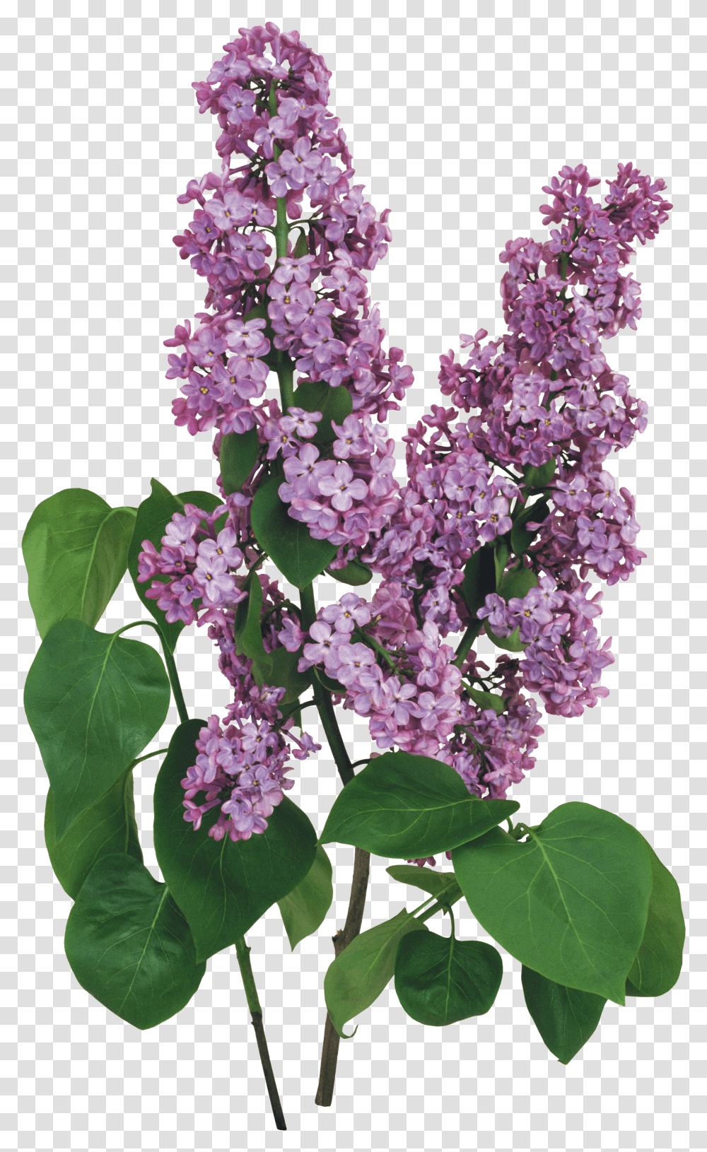 Lilac, Flower Transparent Png